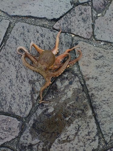 表浜名湖