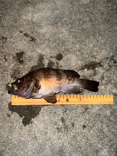 大槌湾