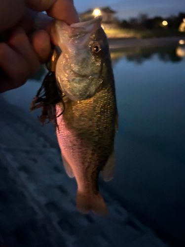 ラージマウスバスの釣果