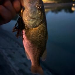 ラージマウスバス