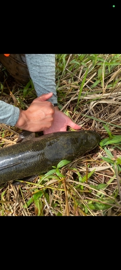 ライギョの釣果
