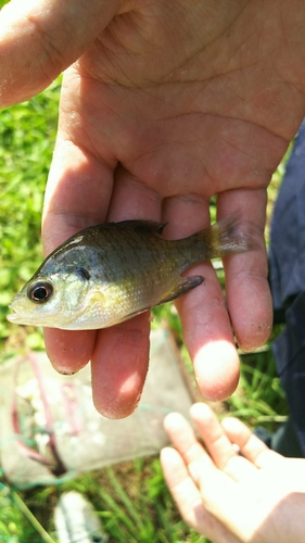 コイの釣果