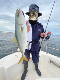 ワカシの釣果