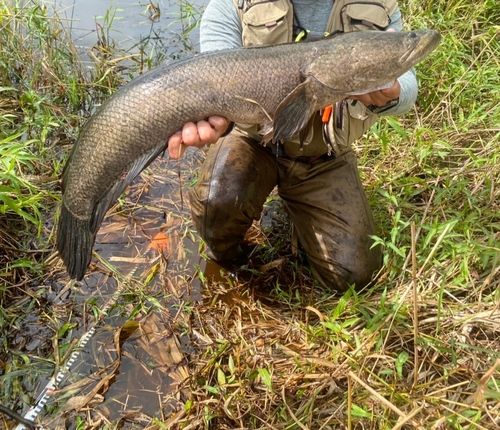 ライギョの釣果