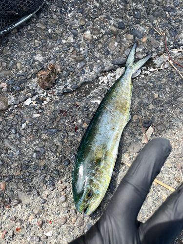 シイラの釣果
