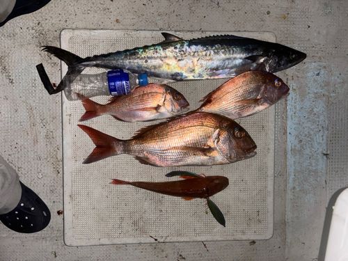 サゴシの釣果