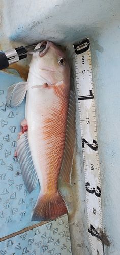 アマダイの釣果