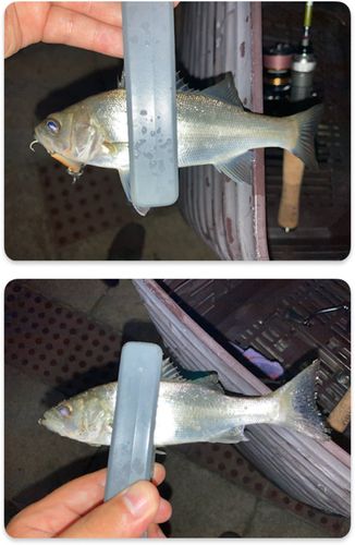 セイゴ（マルスズキ）の釣果
