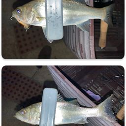 セイゴ（マルスズキ）