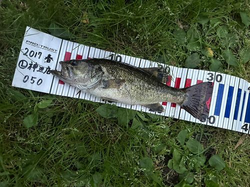 釣果