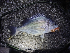 キビレの釣果