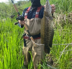 ライギョの釣果