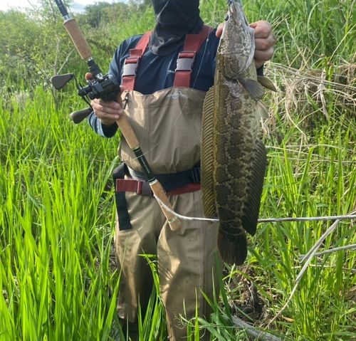 ライギョの釣果