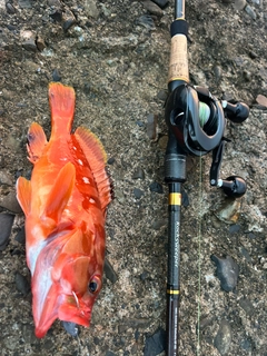アカハタの釣果