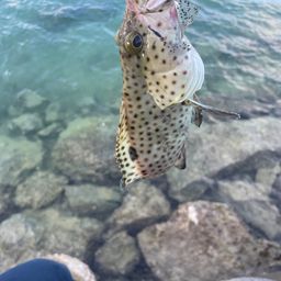 シロブチハタ