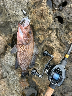 オオモンハタの釣果