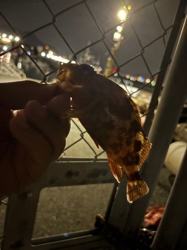 アラカブの釣果