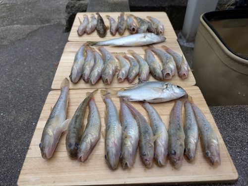 ハゼの釣果
