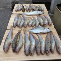 ハゼ