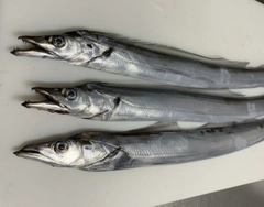 タチウオの釣果