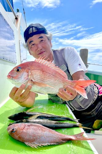 マダイの釣果
