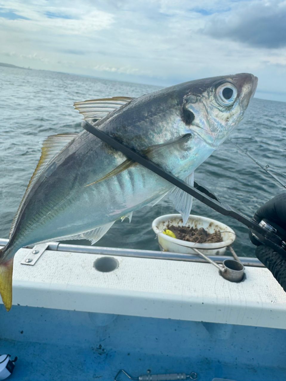 shizuシズさんの釣果 2枚目の画像