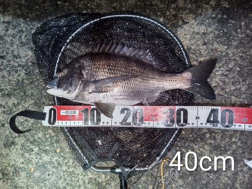 クロダイの釣果