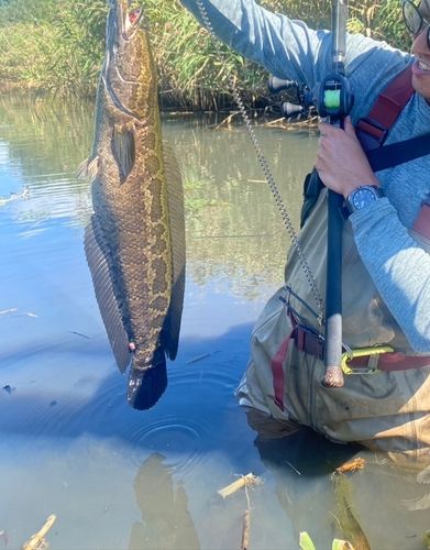 ライギョの釣果