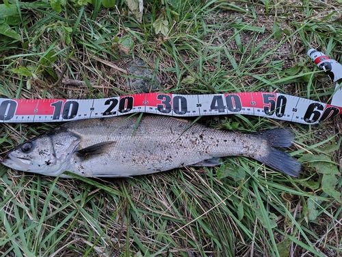 フッコ（マルスズキ）の釣果
