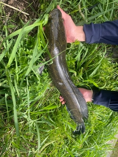 ライギョの釣果