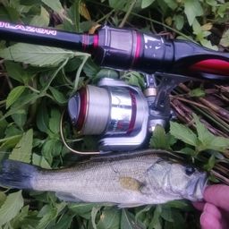 ラージマウスバス