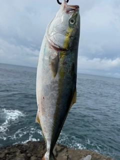 メジロの釣果