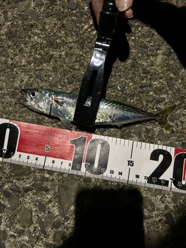 サバの釣果