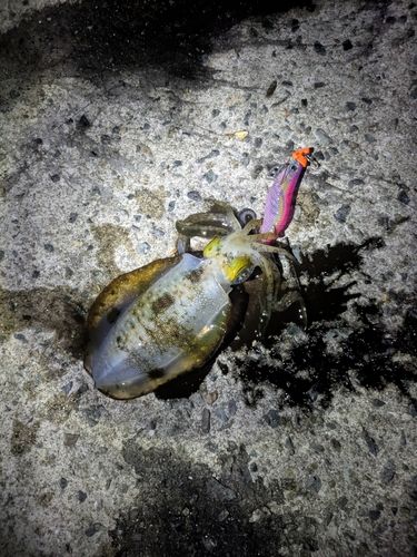 アオリイカの釣果