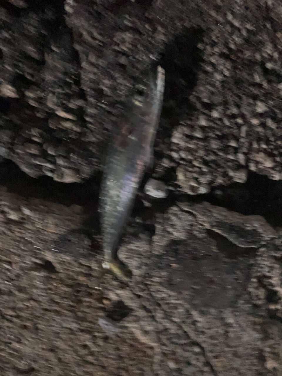 サバ