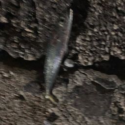 サバ