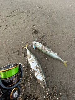 サバの釣果