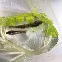 マハゼ