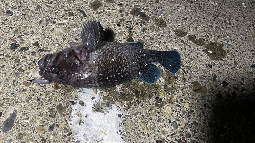 マゾイの釣果