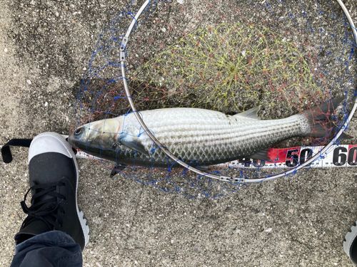 ボラの釣果
