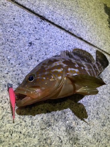 アコウの釣果