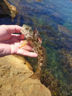 アナハゼの釣果