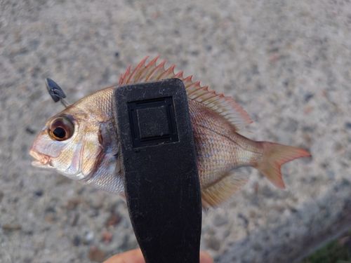 チャリコの釣果