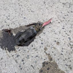 アオリイカ