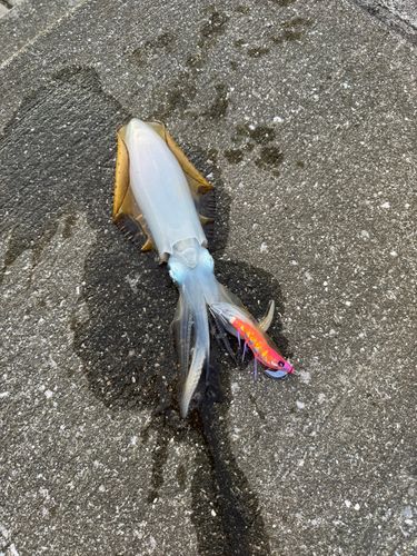 桂浜