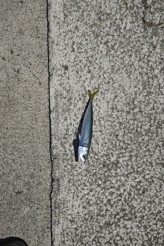 サバの釣果