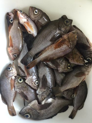 釣果