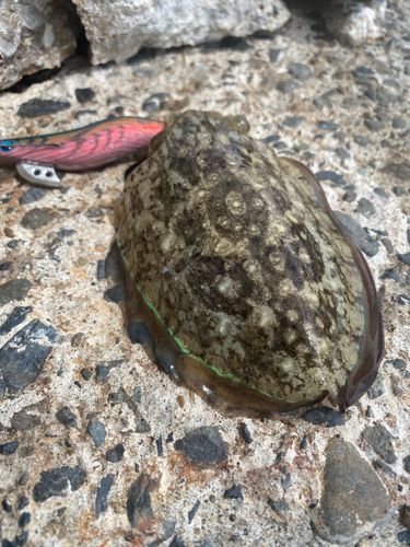 コウイカの釣果