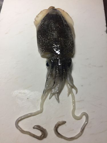 釣果