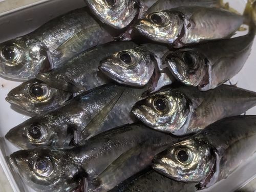 マアジの釣果